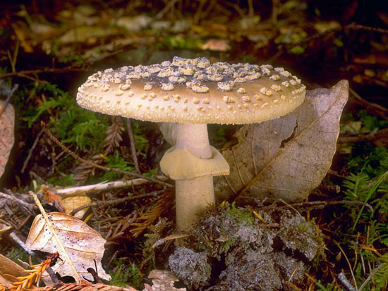 Amanita franchetii - Mushroom Species Images